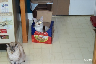 Zeus in Box